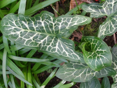 Arum italicum subsp. italicum 'Angelique'